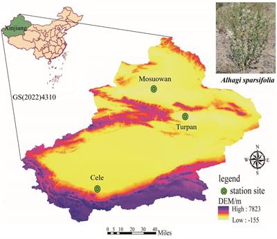 Unveiling the diversity, composition, and dynamics of phyllosphere microbial communities in Alhagi sparsifolia across desert basins and seasons in Xinjiang, China